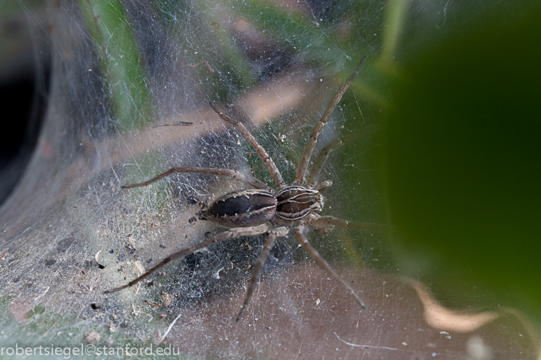 funnel spider